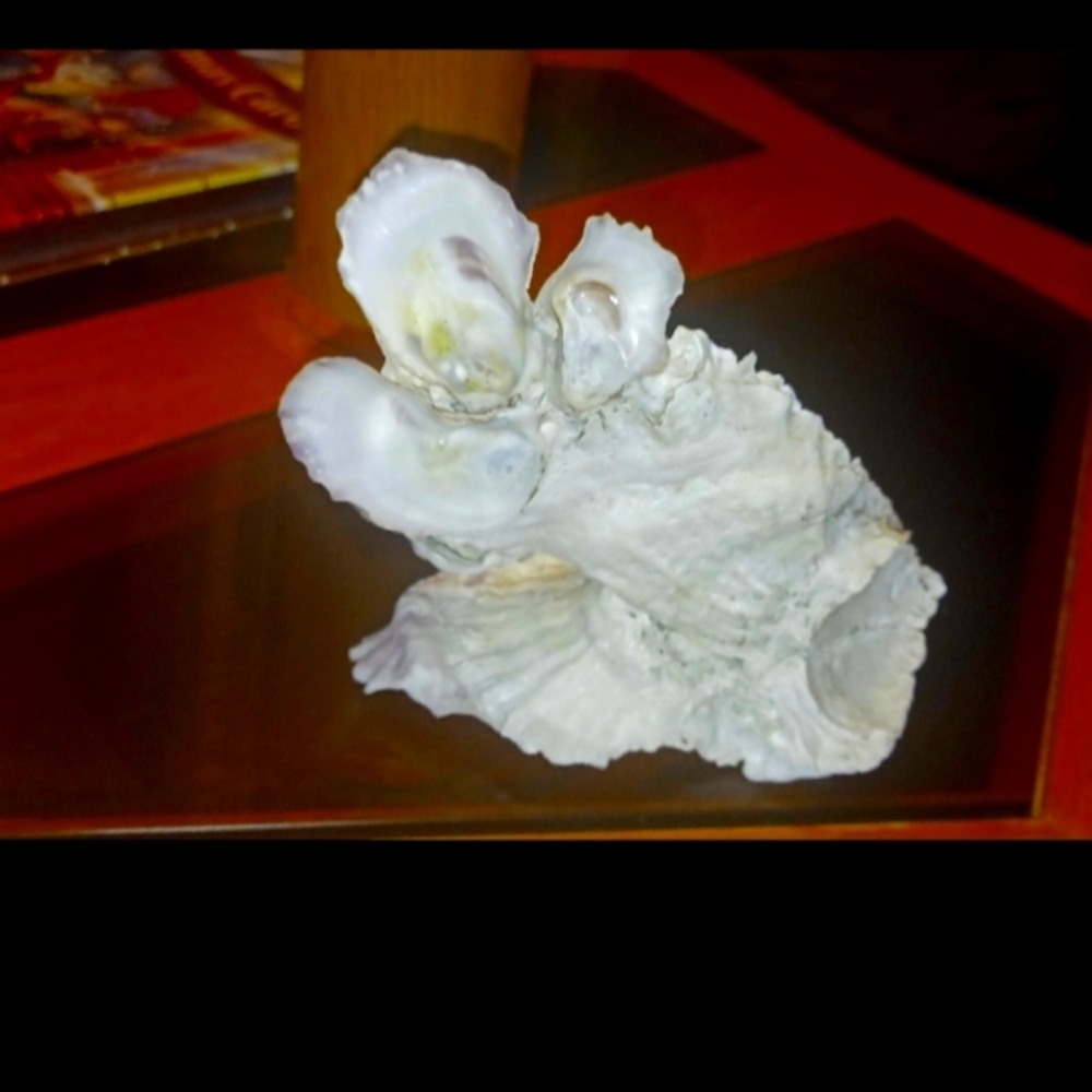 Oyster Shell Cluster Folly Creek Atlantic Ocean Eastern Shore VA Decorative